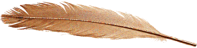 Feather 1-Photoroom