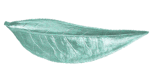 leaf